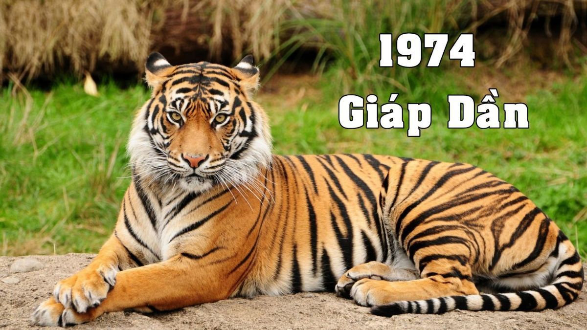 1974 mệnh gì? Vận mệnh và cuộc đời tuổi Giáp Dần chi tiết