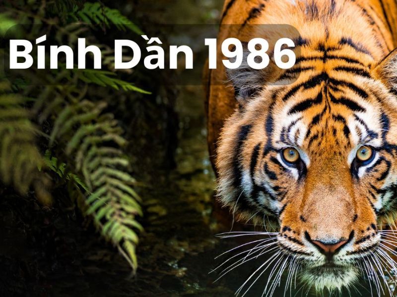 Bính Dần 1986 Mệnh Gì? Hợp tuổi, màu và hướng phong thuỷ nào