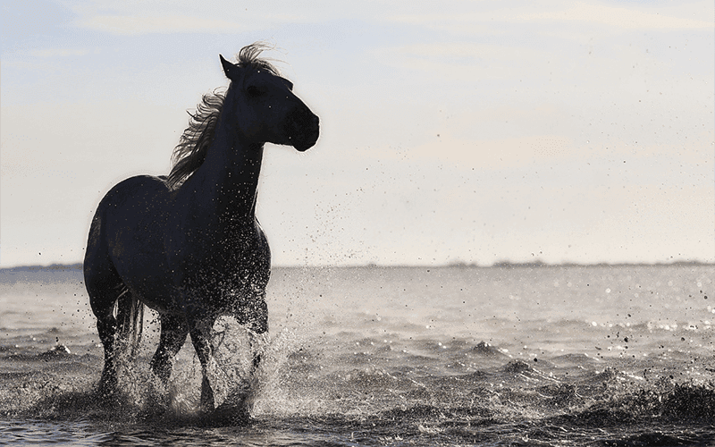 Tuổi Nhâm Ngọ 2002 mệnh gì, hợp màu gì?