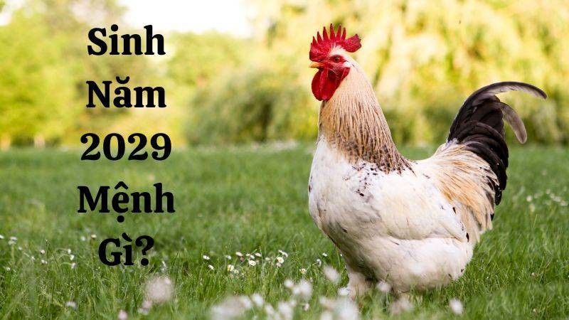 Tuổi Kỷ Dậu 2029 mệnh gì, hợp với nghề nghiệp nào?