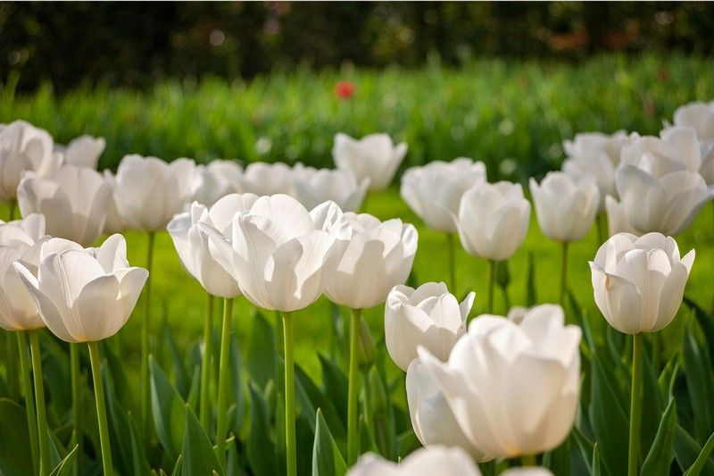 Ý nghĩa hoa tulip trắng: Tượng trưng cho điều gì trong tình yêu?